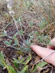Lupinus lepidus lepidus