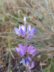 Lupinus lepidus lepidus