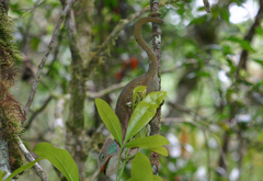 Calumma oshaughnessyi