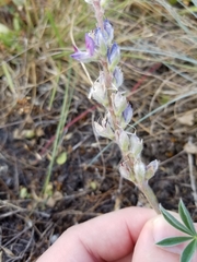 Lupinus lepidus lepidus