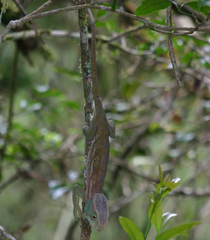 Calumma oshaughnessyi