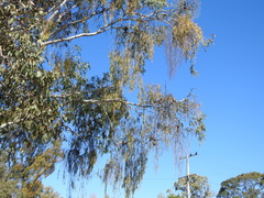 Amyema miquelii