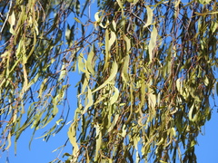 Amyema miquelii