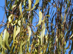 Amyema miquelii