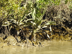 Crinum pedunculatum