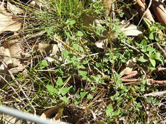 Chenopodium trigonon stellulatum