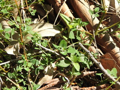 Chenopodium trigonon stellulatum