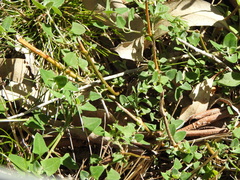 Chenopodium trigonon stellulatum