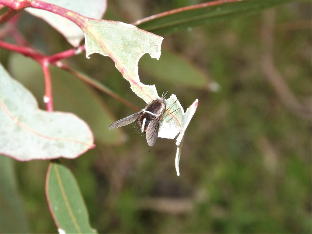 Sisyromyia albisquama