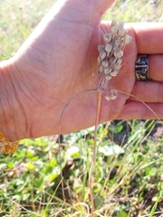 Allium flavum tauricum