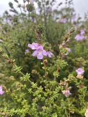 Prostanthera eurybioides