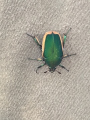 Cotinis mutabilis