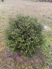 Prostanthera eurybioides