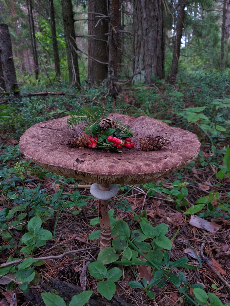 Parasol from Баташи, Кировская обл., Россия, 613115 on August 8, 2020 ...