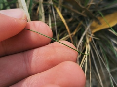 Aristida warburgii