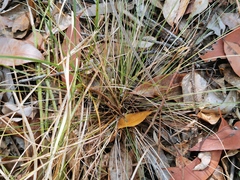 Aristida warburgii