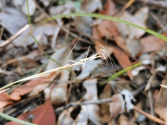 Aristida warburgii