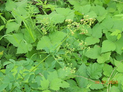 Thalictrum simplex