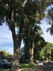 Fraxinus uhdei