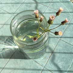 Erigeron acris kamtschaticus