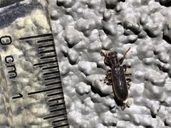 Cymatodera pubescens