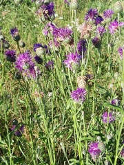 Centaurea scabiosa apiculata