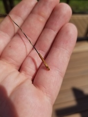 Hesperostipa curtiseta