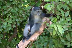 Cercopithecus mitis manyaraensis