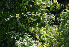 Cercopithecus petaurista petaurista