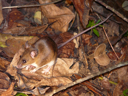 Tullberg's Praomys (Praomys tullbergi) — Least Concern Mammalia