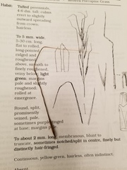 Hesperostipa curtiseta