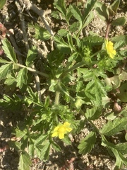 Potentilla supina