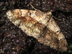 Satoblephara parvularia