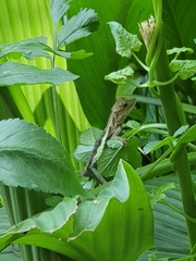 Diploderma swinhonis