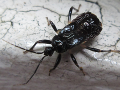 Ectrychotes andreae