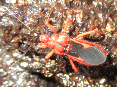 Labidocoris pectoralis