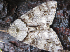 Catocala jonasii