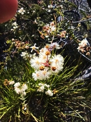 Acacia hubbardiana