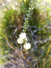 Acacia hubbardiana