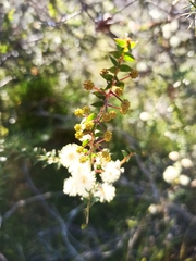 Acacia hubbardiana