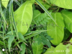 Thrypticomyia