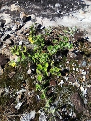 Goodenia rotundifolia