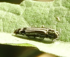 Agrilus catherinae