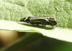 Agrilus catherinae