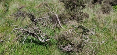 Sophora molloyi