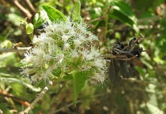 Koanophyllon albicaule