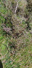 Sophora molloyi