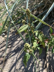 Persicaria lapathifolia lapathifolia