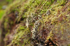 Elaeomyxa cerifera