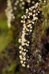 Elaeomyxa cerifera